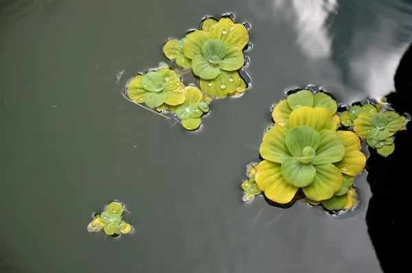 池の植物 — ストック写真