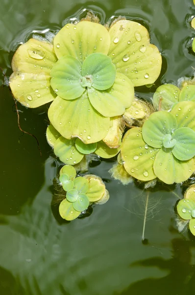 Plantas da lagoa — Fotografia de Stock