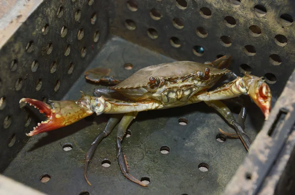 Pesca do caranguejo com casca macia — Fotografia de Stock