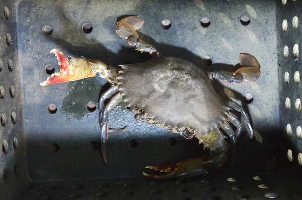 水色の線背景mjukt skal krabbfiske — Stockfoto