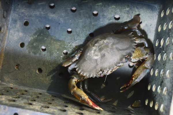 Pesca do caranguejo com casca macia — Fotografia de Stock