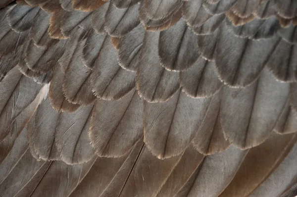 详细的白鹰的翅膀 — 图库照片