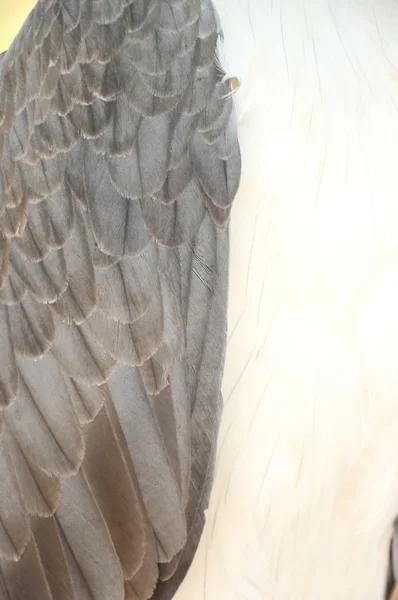Detail aus der Feder des weißen Adlers — Stockfoto