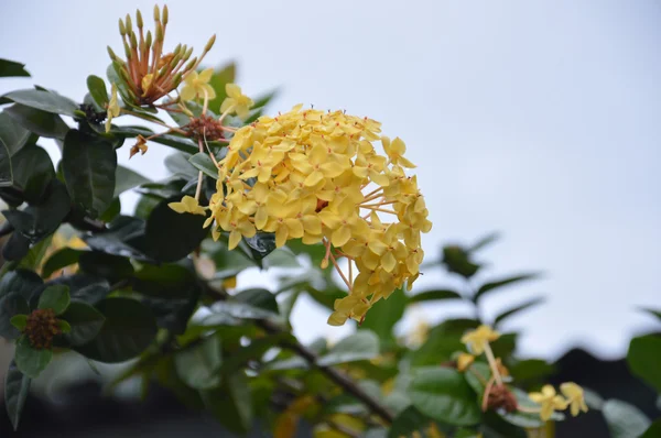 Fiori gialli (Asoka, Saraca Asoca  ) — Foto Stock