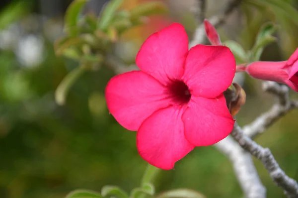 Kambodzsai vörös virágok (Plumeria rubra) — Stock Fotó
