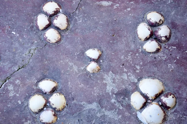 Ornate shells on the trail — Stock Photo, Image