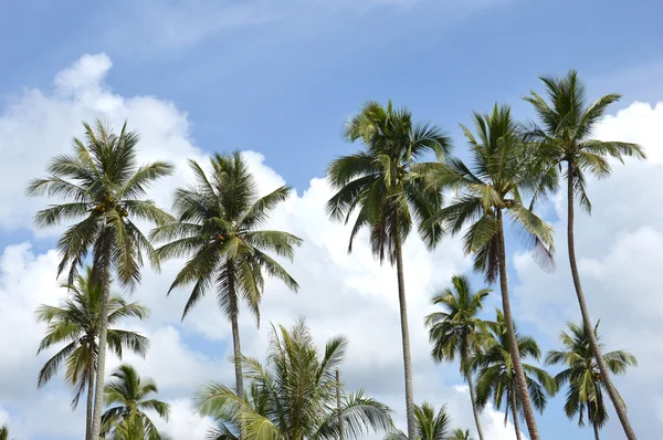 코코넛 팜 — 스톡 사진