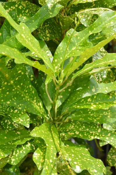 Jescamine - codigeum variegatum (l)-blume — Stockfoto