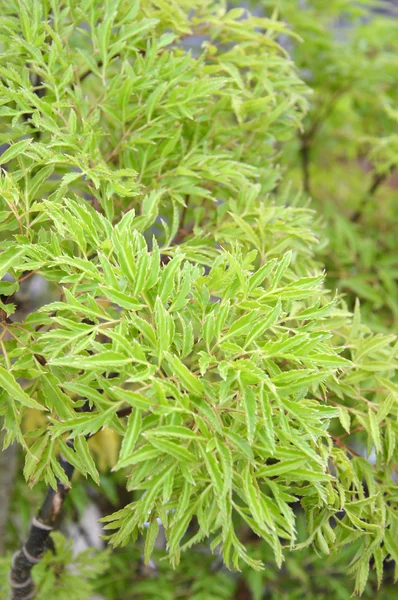 Textura de la hoja —  Fotos de Stock