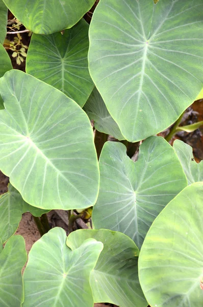 Taro leaf — Stock Photo, Image