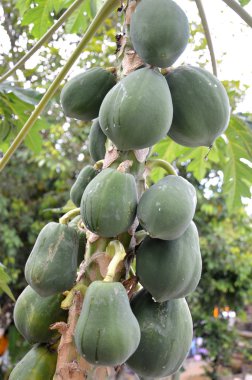 Papaya