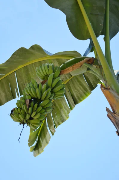 Bananenbomen — Stockfoto