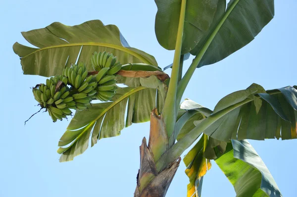 Drzew bananowych — Zdjęcie stockowe