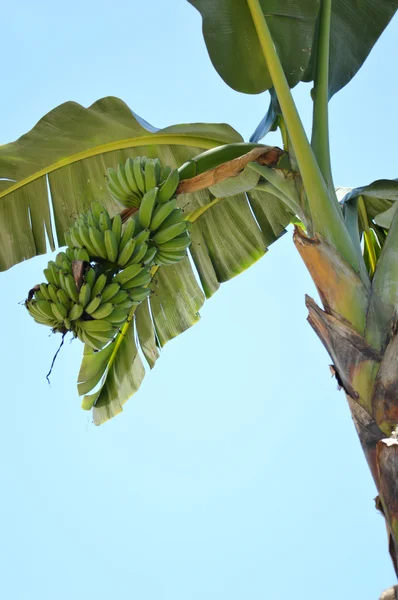 Drzew bananowych — Zdjęcie stockowe