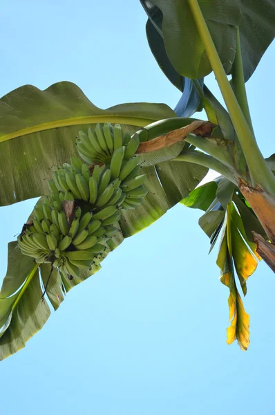 Bananenbomen — Stockfoto