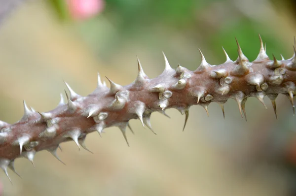 Korona cierniowa kwiaty Euphorbia milli Desmoul — Zdjęcie stockowe