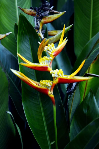 Heliconia květ (heliconia psittacorum) — Stock fotografie