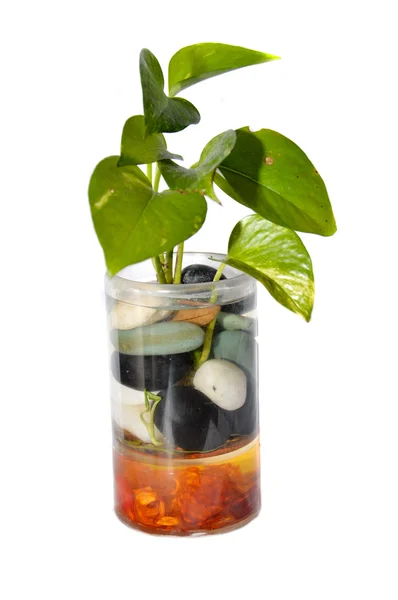 Planta em um copo — Fotografia de Stock