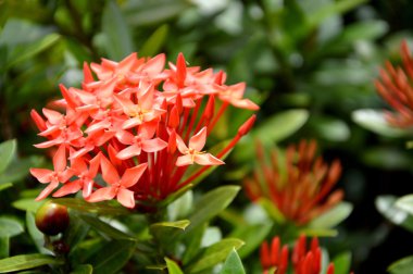 Portakal çiçekleri (Asoka, Saraca Asoca )