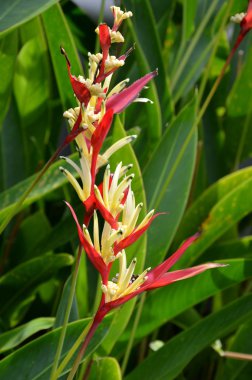 Heliconia çiçek (heliconia psittacorum)