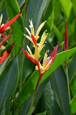 Heliconia çiçek (heliconia psittacorum)