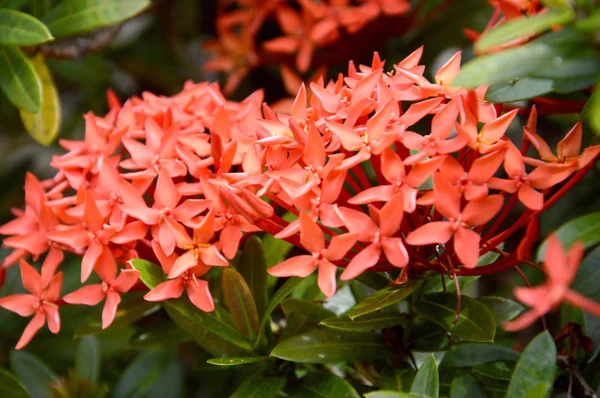 Orange flowers (Asoka, Saraca Asoca ) — Stock Photo, Image