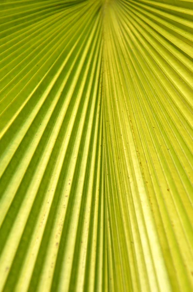 Liść paproci lub palmy — Zdjęcie stockowe