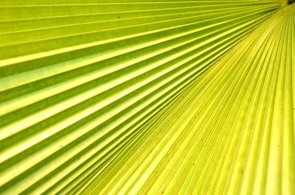 Liść paproci lub palmy — Zdjęcie stockowe