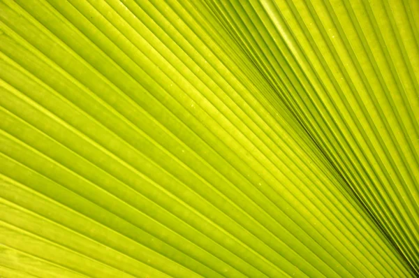 Frond. —  Fotos de Stock