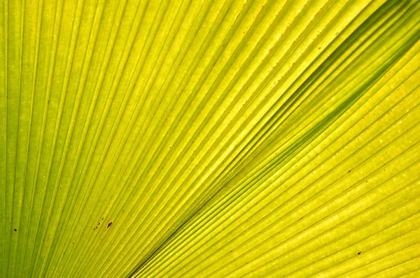 Frond — Stock Photo, Image