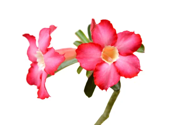 Flores rojas camboyanas (Plumeria rubra) —  Fotos de Stock