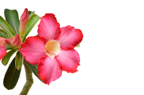 Kambodża czerwone kwiaty (Plumeria rubra) — Zdjęcie stockowe