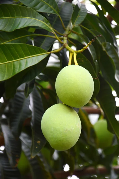 Groene mango — Stockfoto