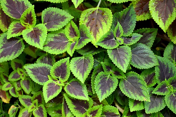 Leaf texture — Stock Photo, Image