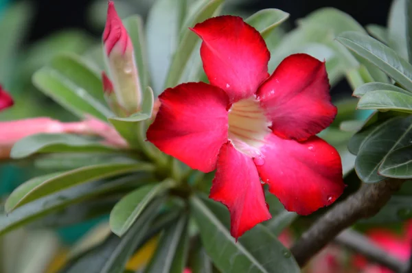 Flores rojas camboyanas (Plumeria rubra) —  Fotos de Stock