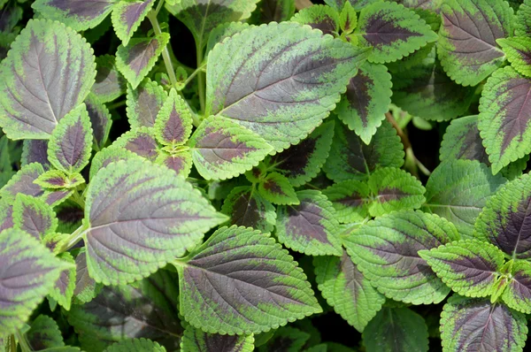 Leaf texture — Stock Photo, Image