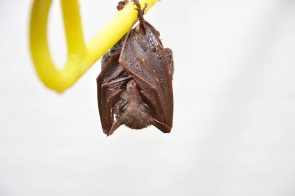 작은 박쥐 — 스톡 사진