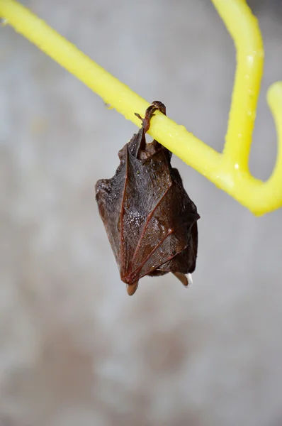 Małego nietoperza — Zdjęcie stockowe