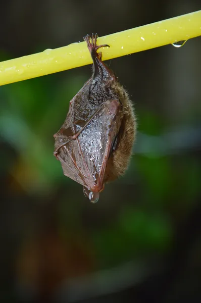 Little bat — Stock Photo, Image