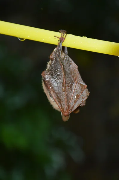 Kleine Fledermaus — Stockfoto