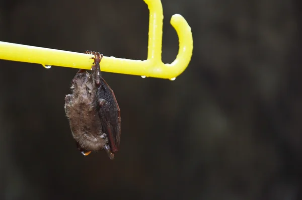 Pequeno morcego — Fotografia de Stock