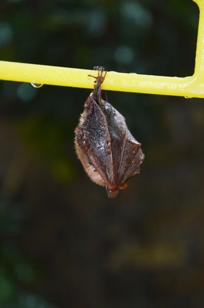 Piccolo pipistrello — Foto Stock