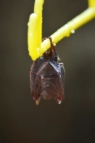 Piccolo pipistrello — Foto Stock