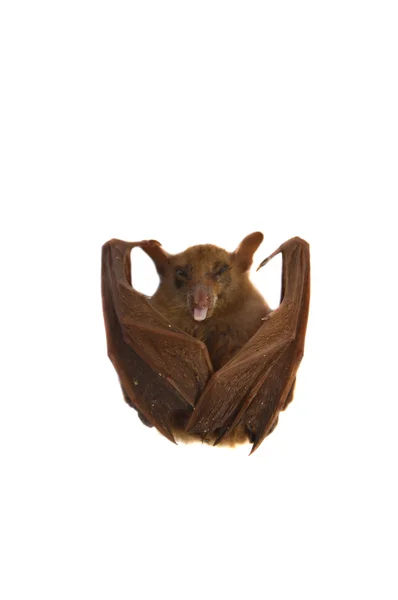 Kleine Fledermaus — Stockfoto