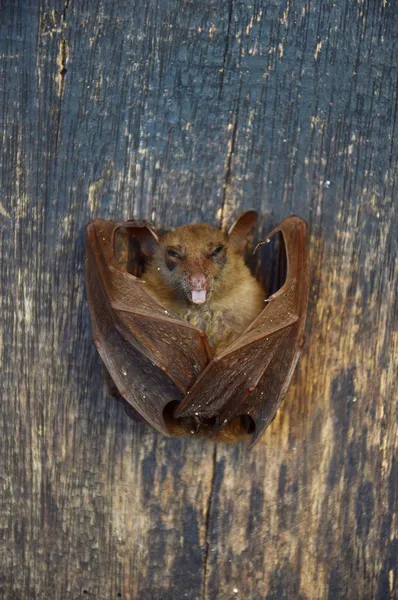 Little bat — Stock Photo, Image