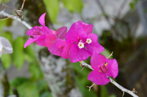 Buganvilla spectabilis —  Fotos de Stock