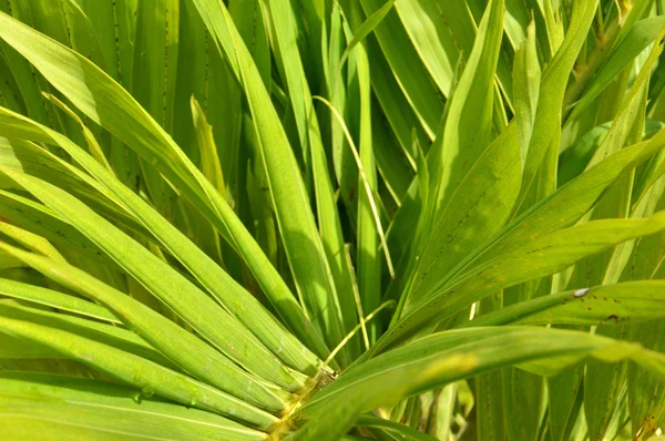 Textura de la hoja — Foto de Stock