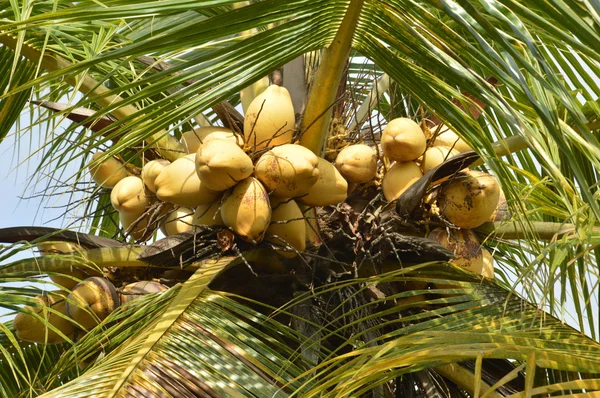 Kokosowe palmy — Zdjęcie stockowe