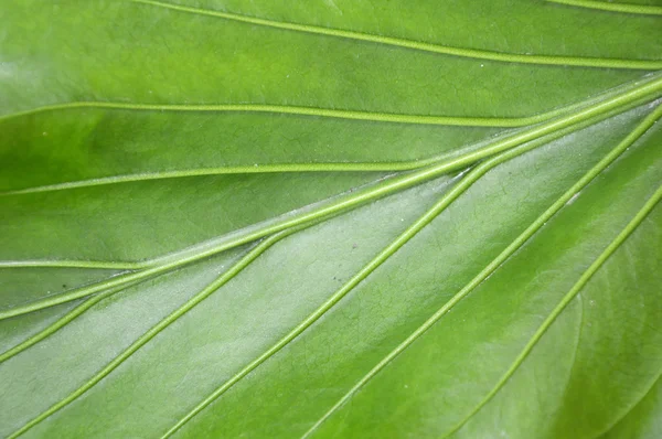 Textura de la hoja —  Fotos de Stock