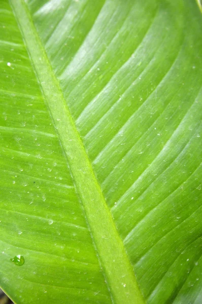 Bladstruktur — Stockfoto